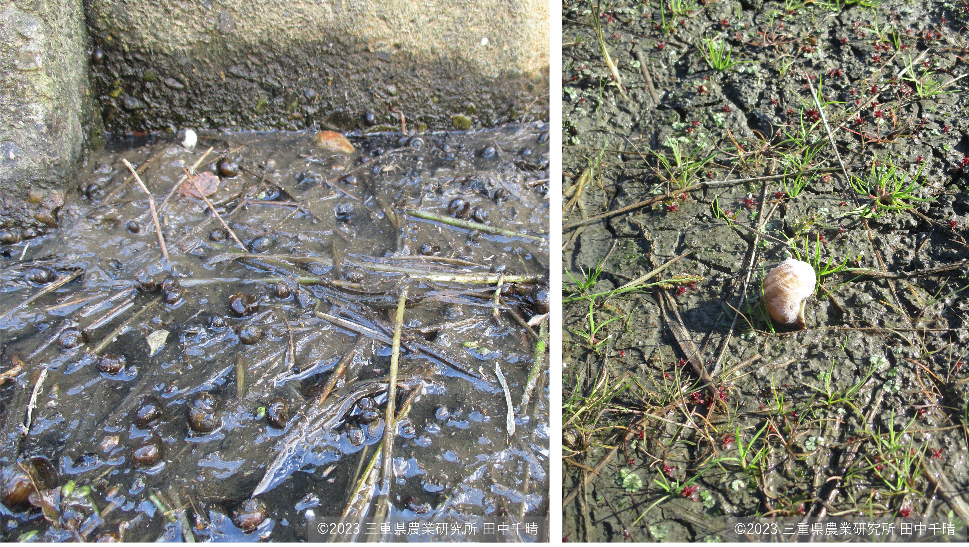 水路で越冬中の貝と死亡した貝.jpg