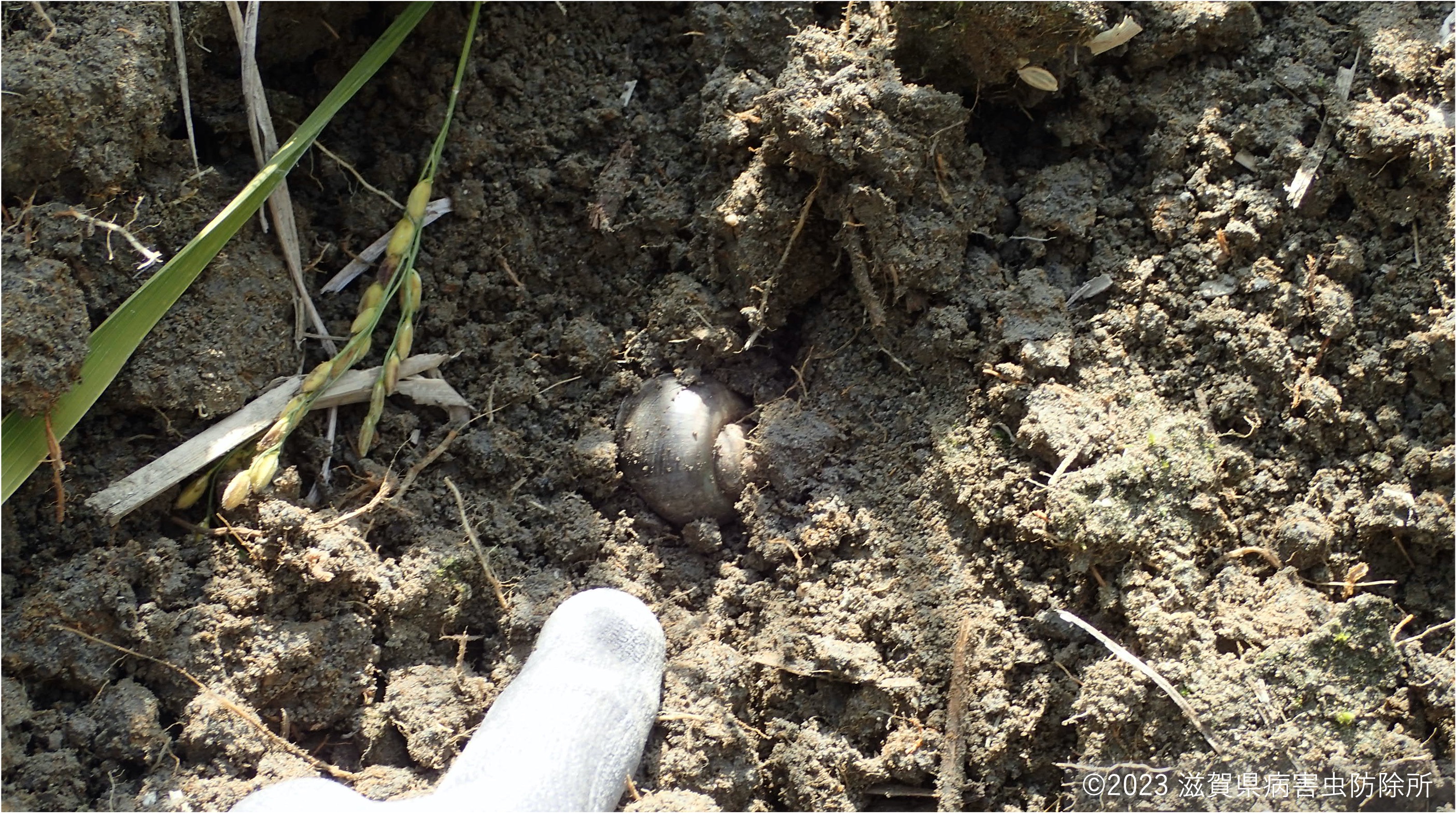 耕うんで掘り出された越冬個体.jpg