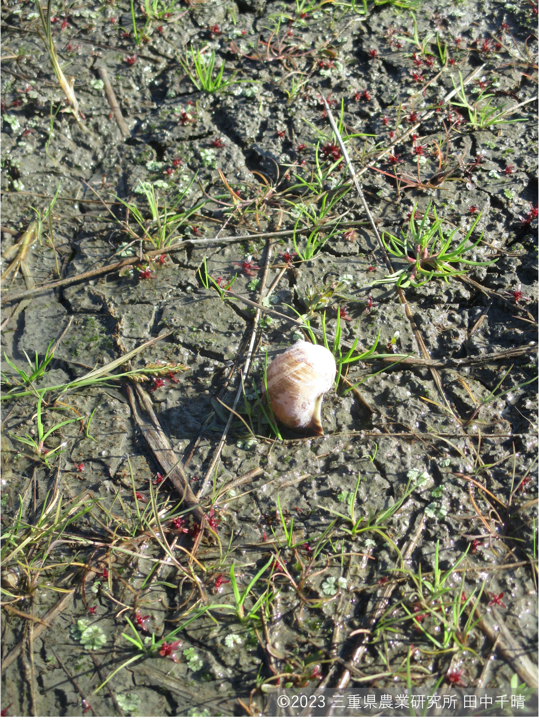 越冬中に死亡した貝.jpg
