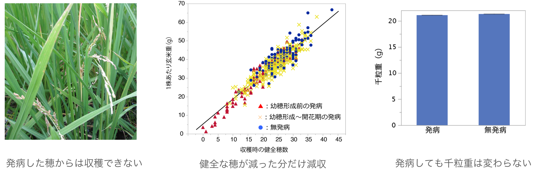 yield_loss_mechanism.png